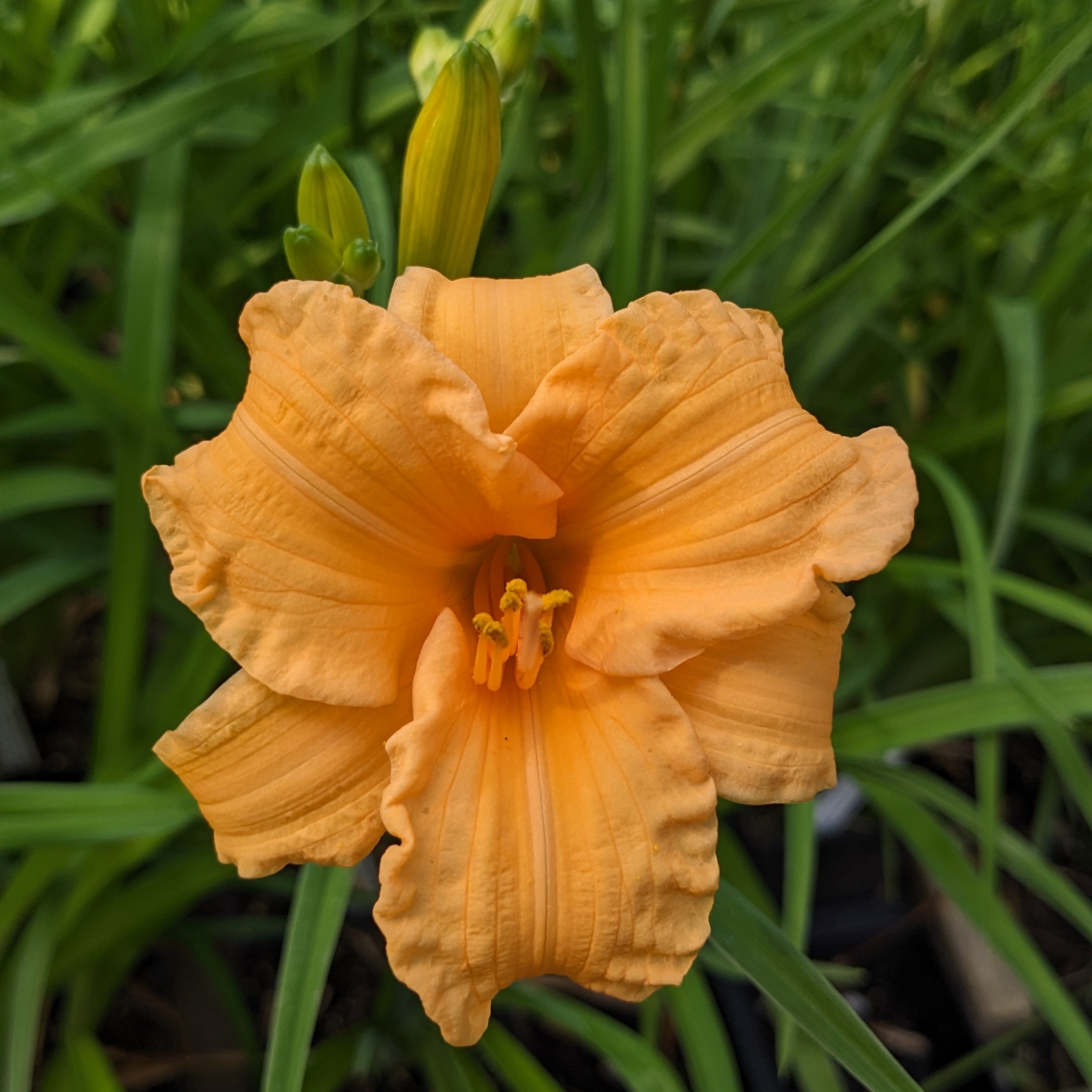 Hemerocallis 'Bertie Ferris'