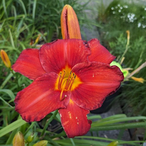 Hemerocallis 'Chicago Apache'