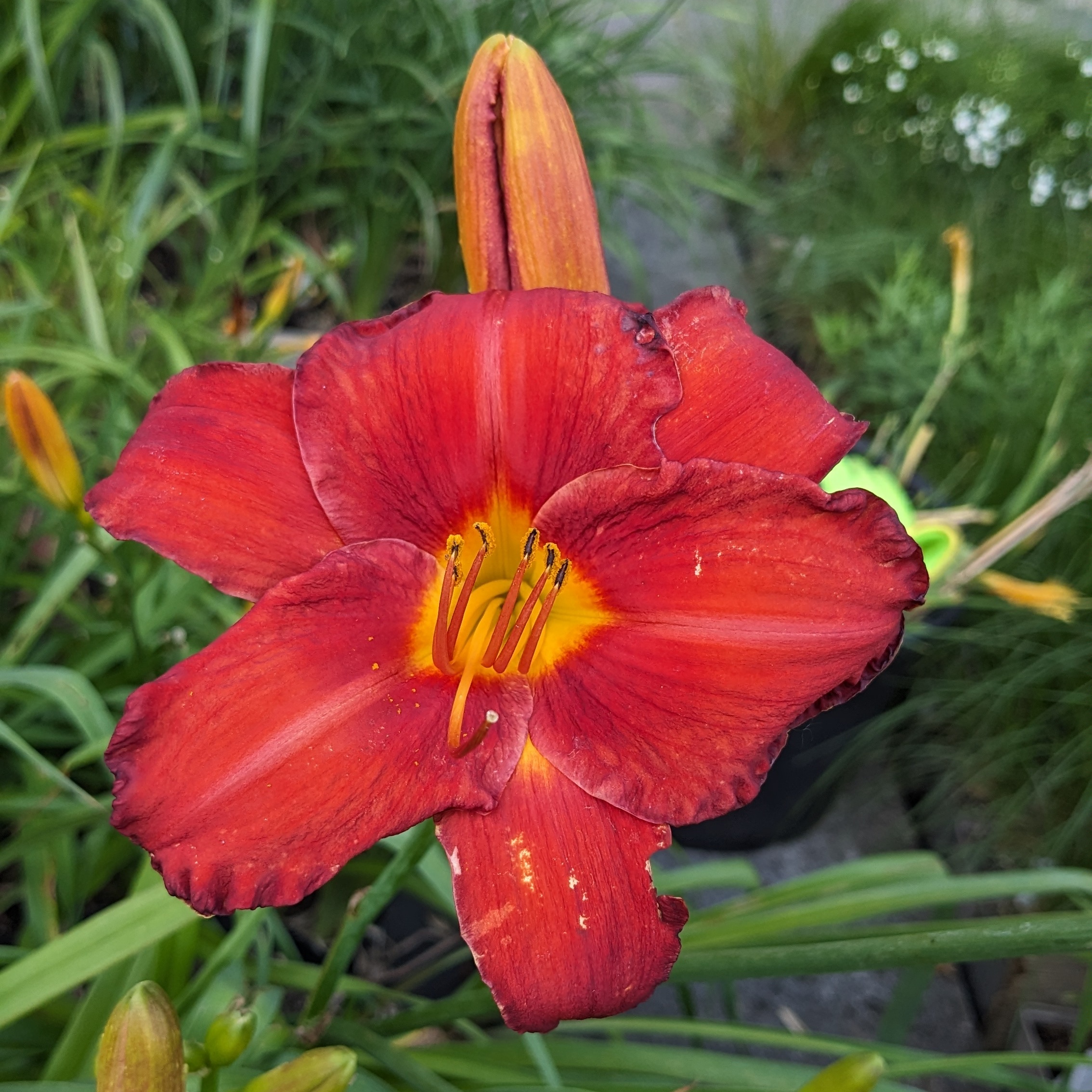Hemerocallis 'Chicago Apache'
