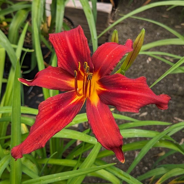 Hemerocallis 'Crimson Pirate'
