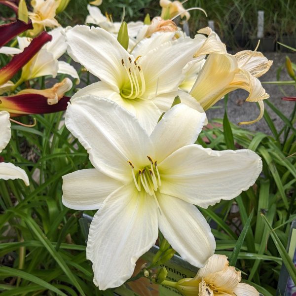 Hemerocallis 'Dad's Best White'