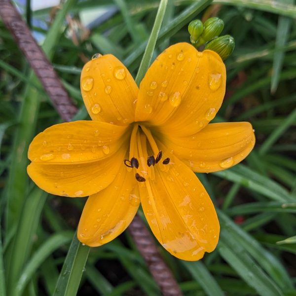 Hemerocallis 'From China with Love'