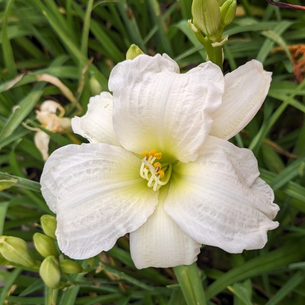 Hemerocallis 'Gentle Shepherd'