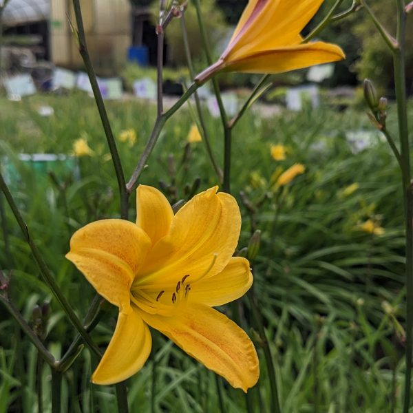 Hemerocallis 'Golden Chimes'