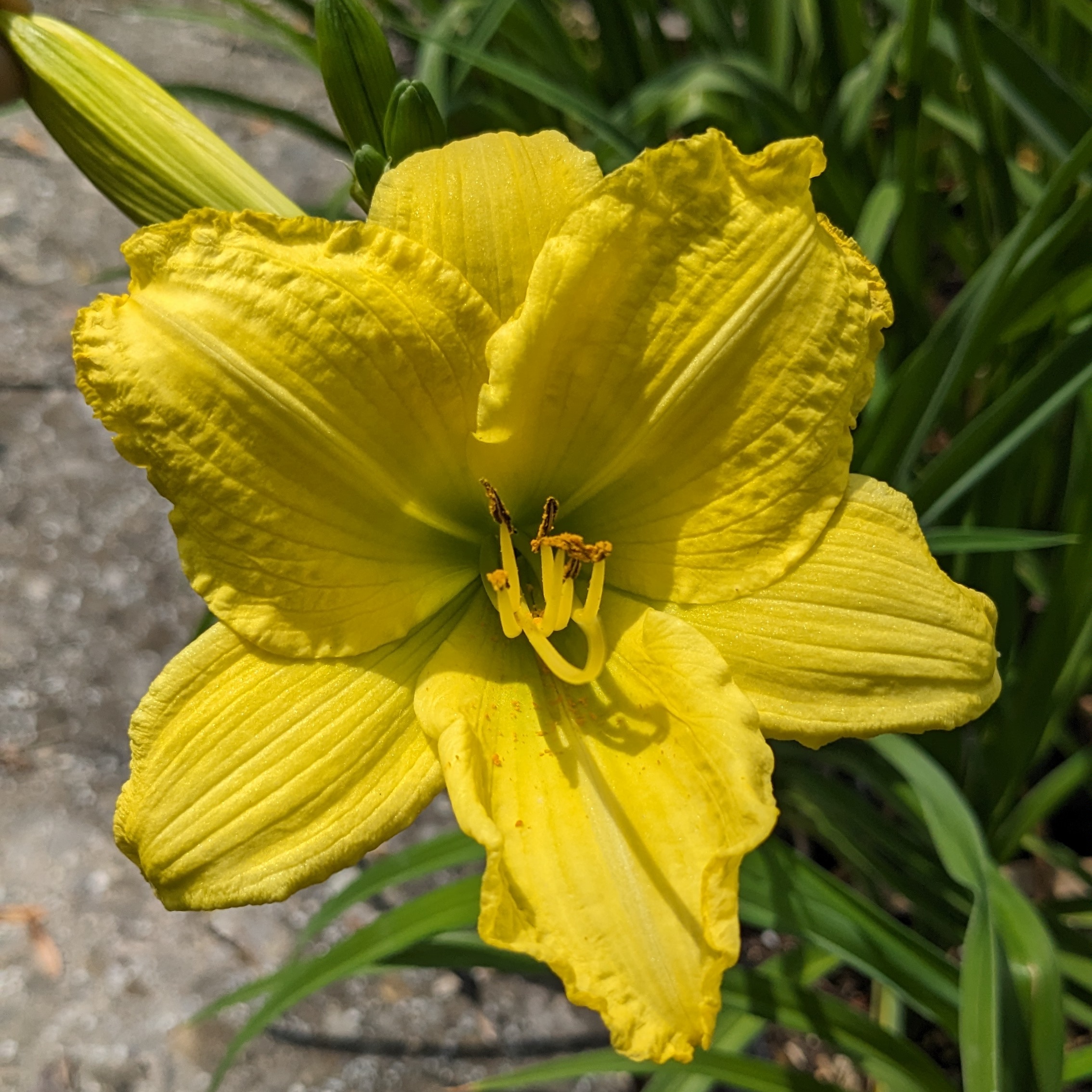 Hemerocallis 'Green Flutter'