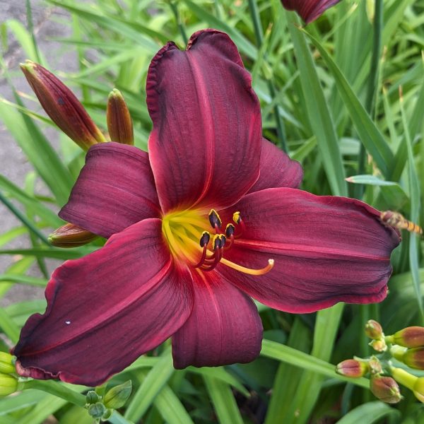 Hemerocallis 'Happy Apple'