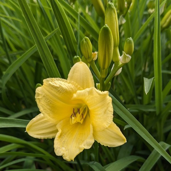 Hemerocallis 'Happy Returns'