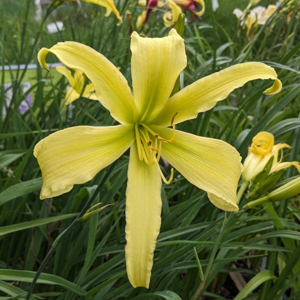 Hemerocallis 'Lady Fingers'