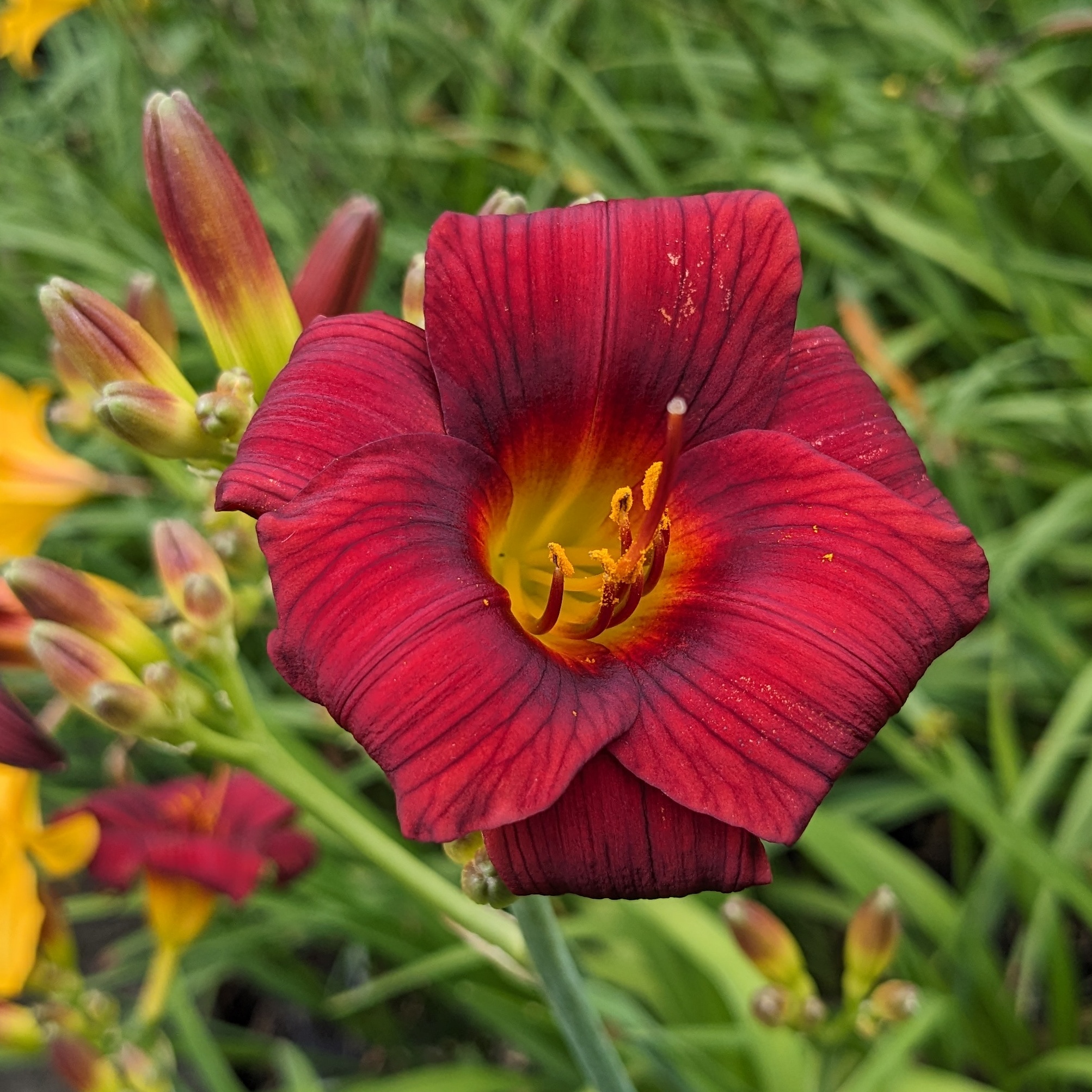 Hemerocallis 'Little Joy'