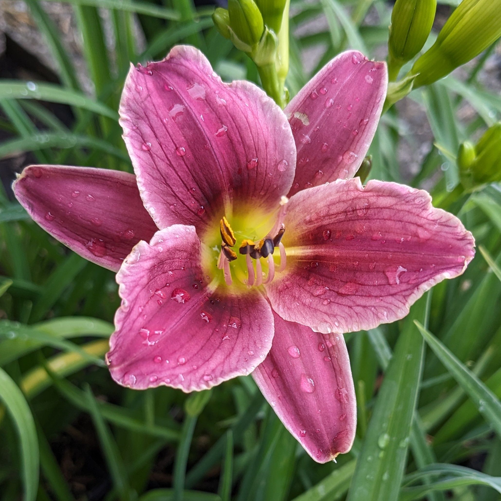 Hemerocallis 'Little Lavender Lace'