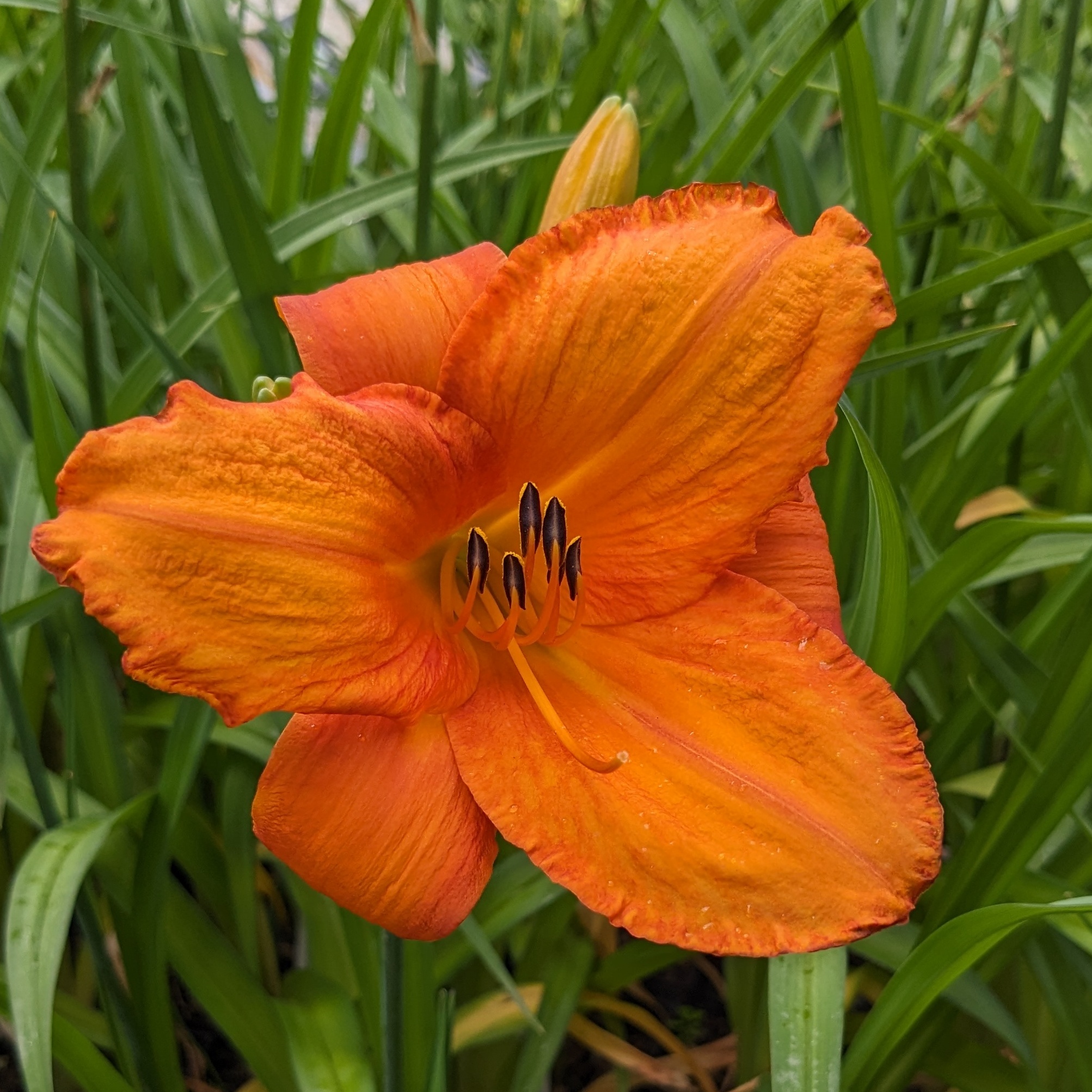 Hemerocallis 'Mauna Loa'