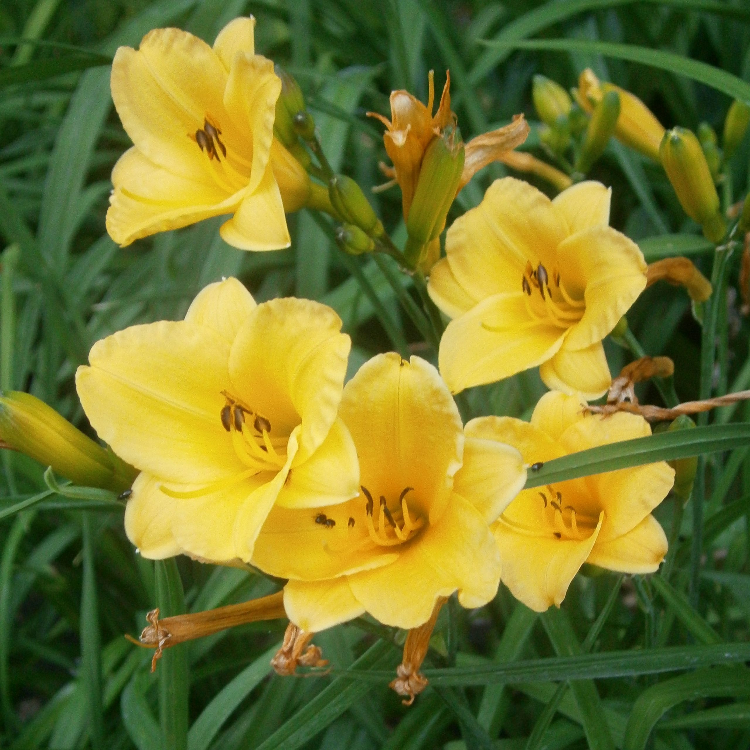 Hemerocallis 'Pizza'