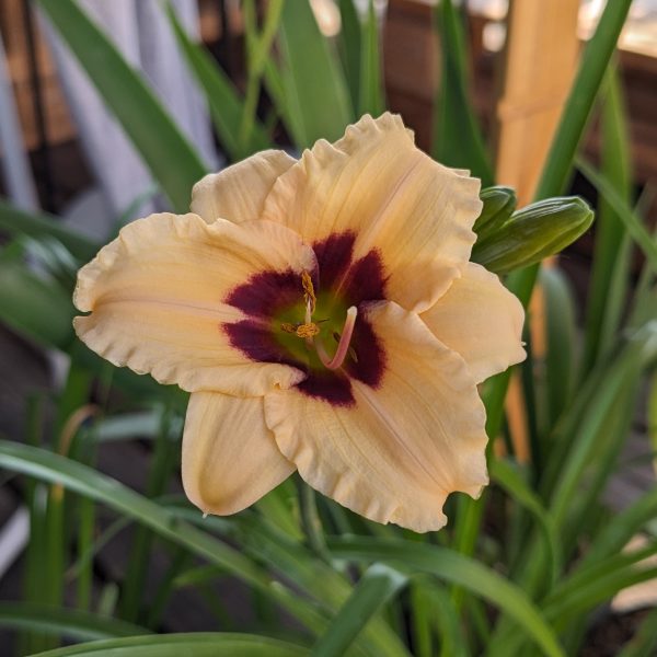 Hemerocallis 'Siloam Tinker Toy'