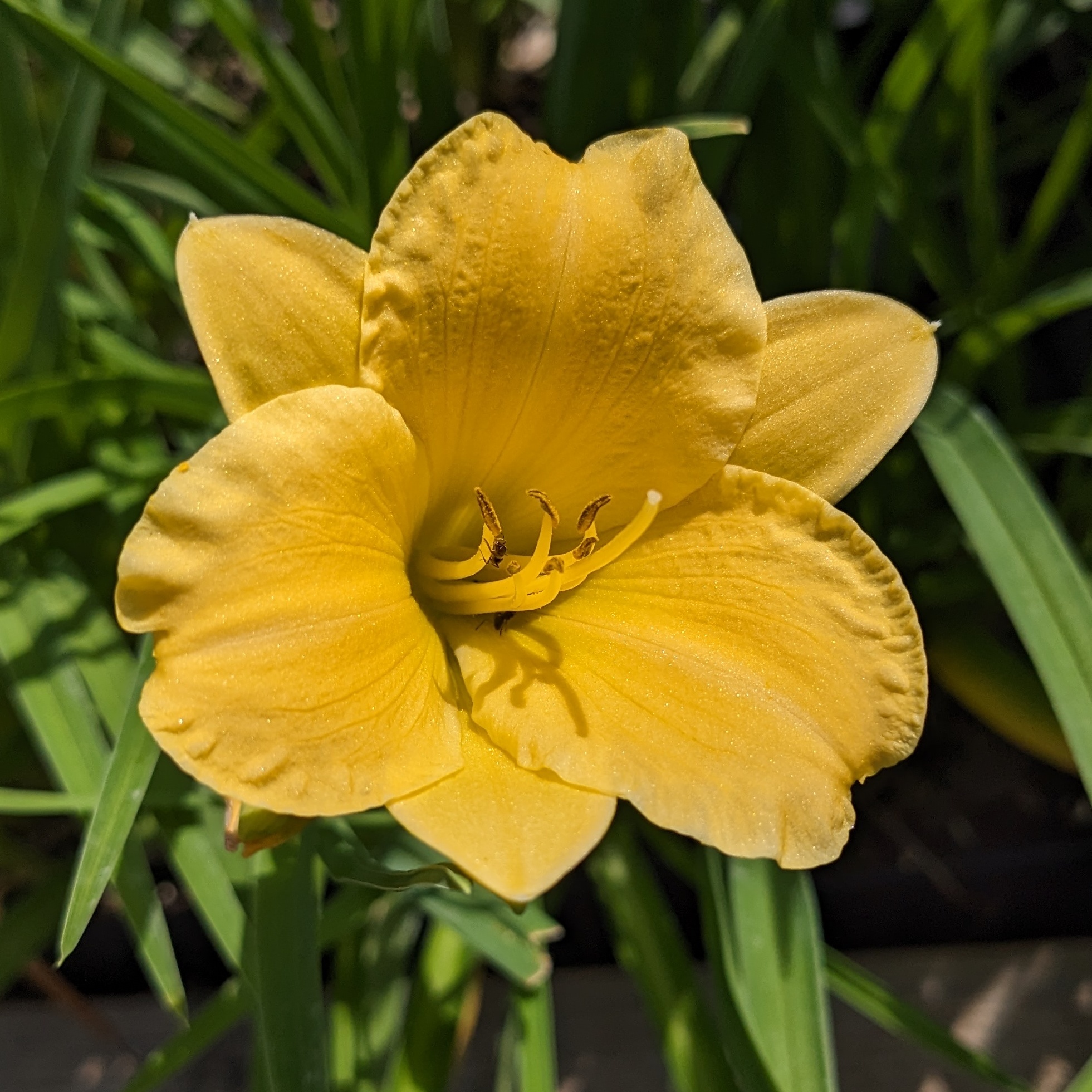 Hemerocallis 'Stella d'Oro'