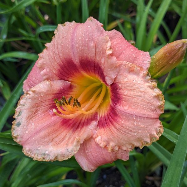 Hemerocallis 'Strawberry Candy'