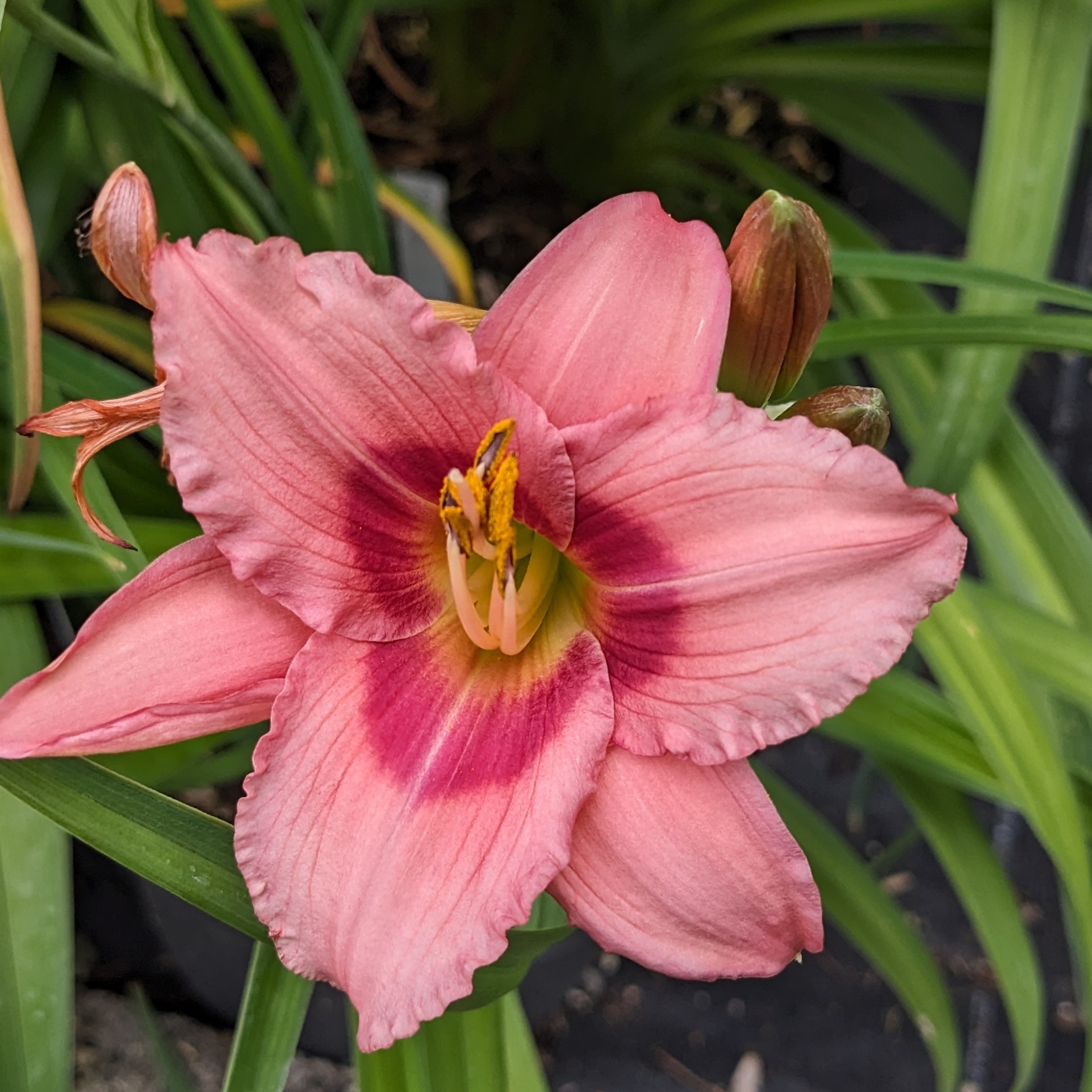 Hemerocallis 'Sweet Tanja'
