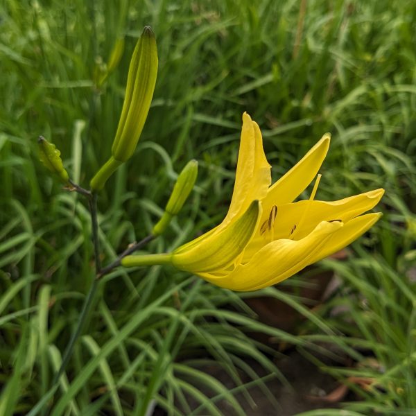 Hemerocallis citrina