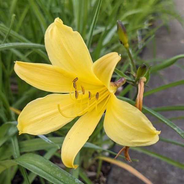 Hemerocallis flava (=lilioasphodelus)