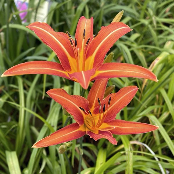 Hemerocallis fulva