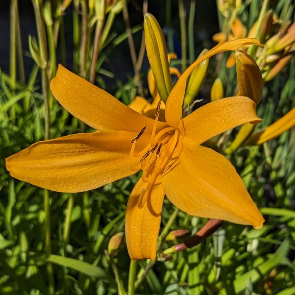 Hemerocallis middendorfii
