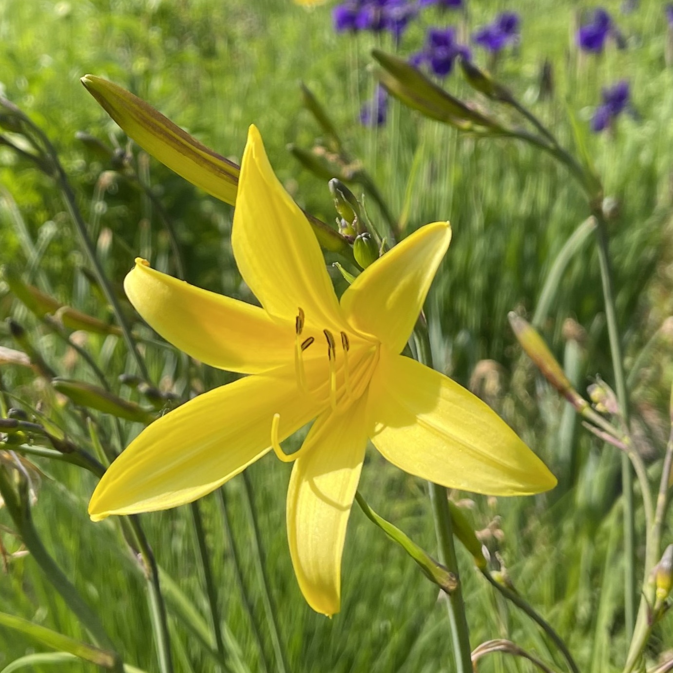 Hemerocallis minor