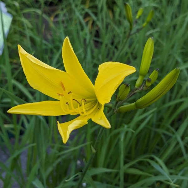Hemerocallis thunbergii