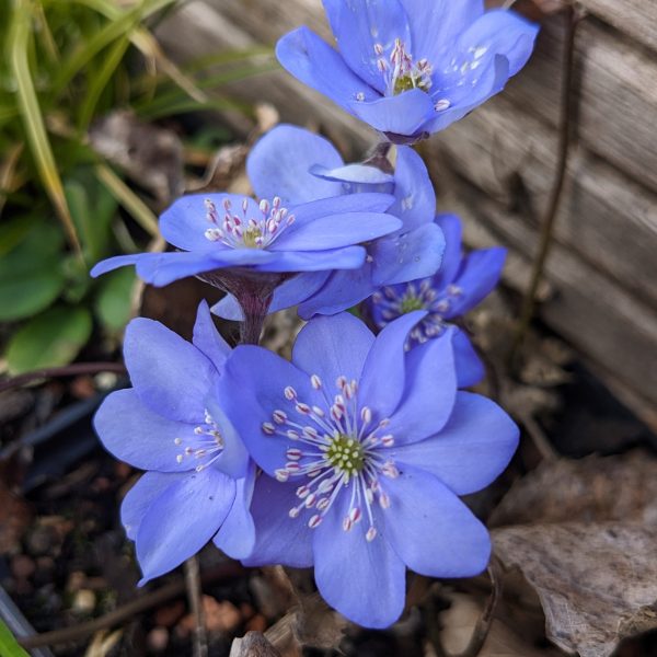 Hepatica nobilis