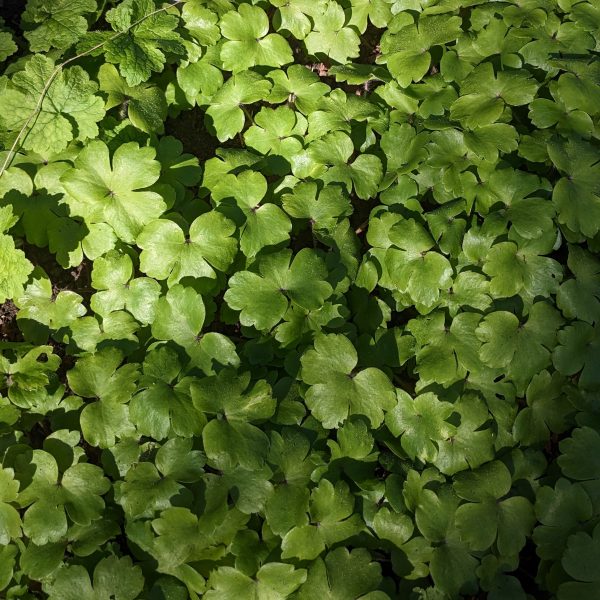 Hepatica transsilvanica