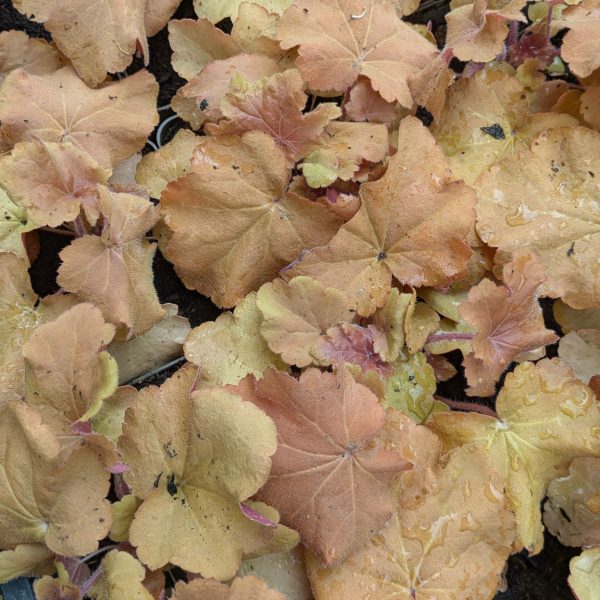 Heuchera 'Caramel' ®
