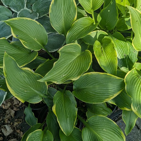 Hosta 'Abba Dabba Do'