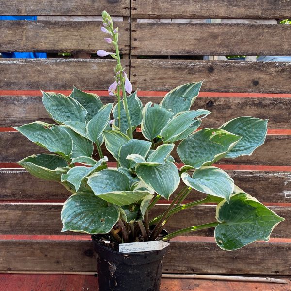 Hosta 'Crusader'