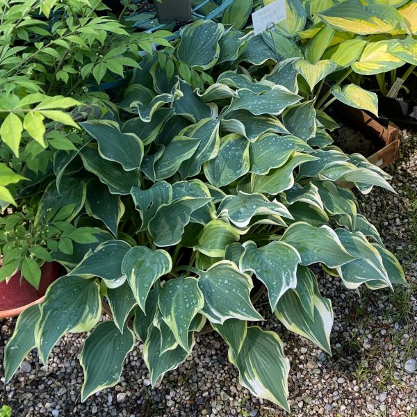 Hosta 'Dark Star'