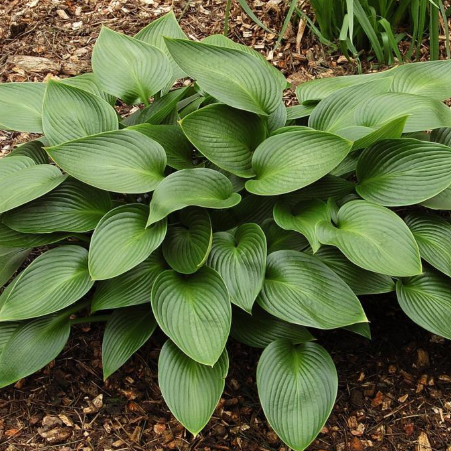 Hosta 'Devon Green'