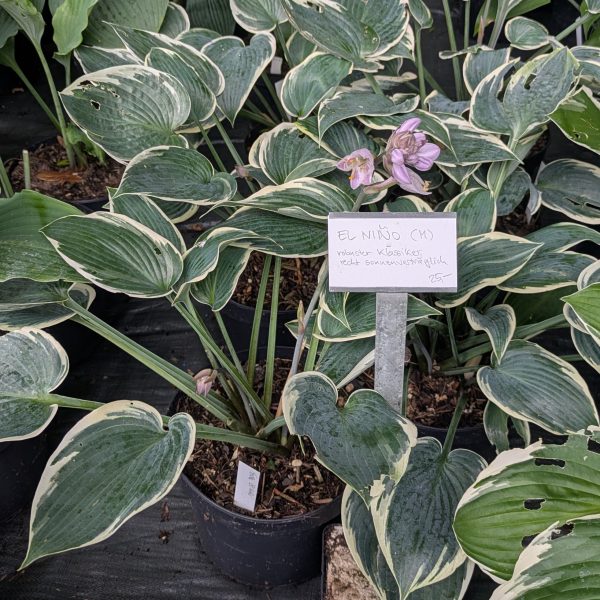 Hosta 'El Nino' ®