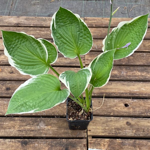 Hosta 'Francee'