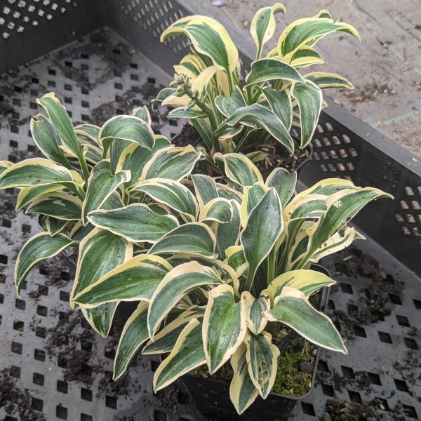 Hosta 'Funny Mouse'