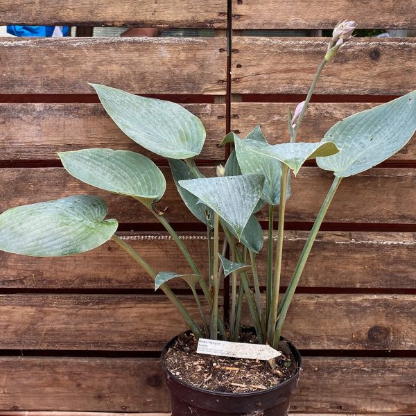 Hosta 'Halcyon'