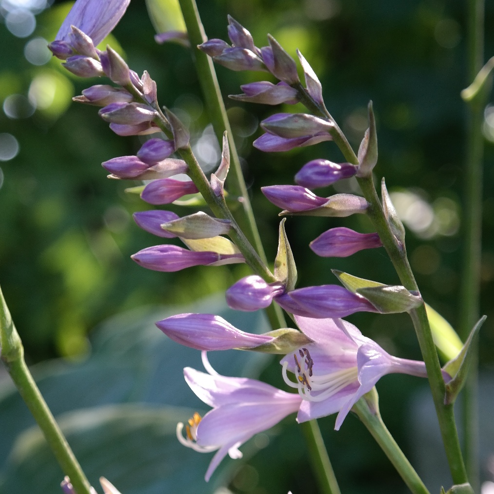 Hosta 'Harry van Trier'