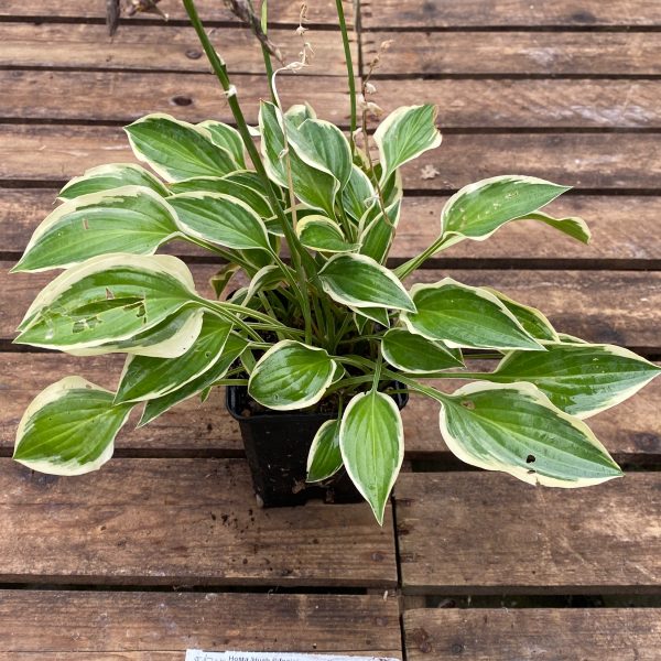 Hosta 'Hush Puppie'