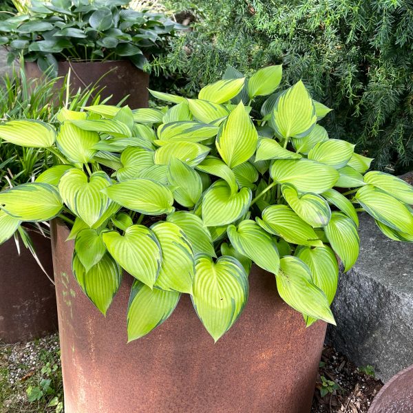 Hosta 'June Fever' ®