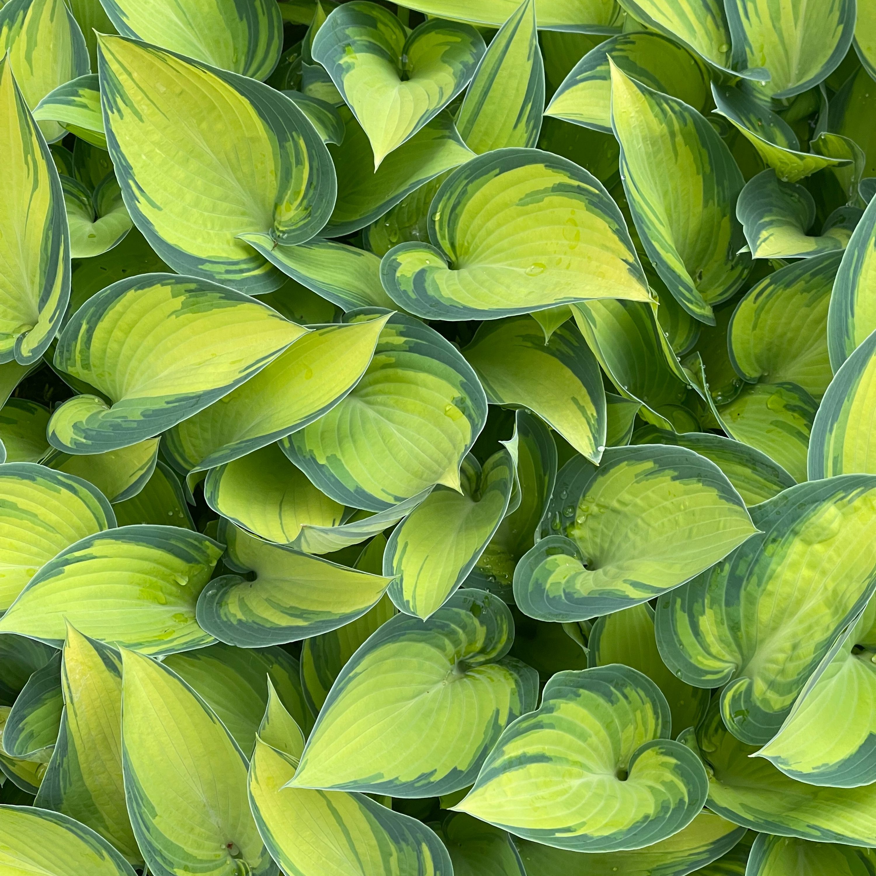 Hosta 'June' ®