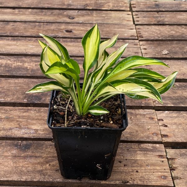 Hosta 'Lakeside Little Tuft'