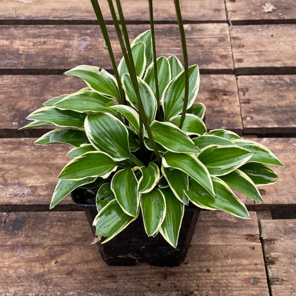 Hosta 'Little Wonder'