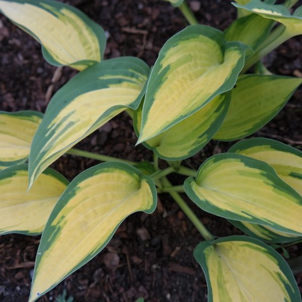 Hosta 'Orange Marmalade' ®