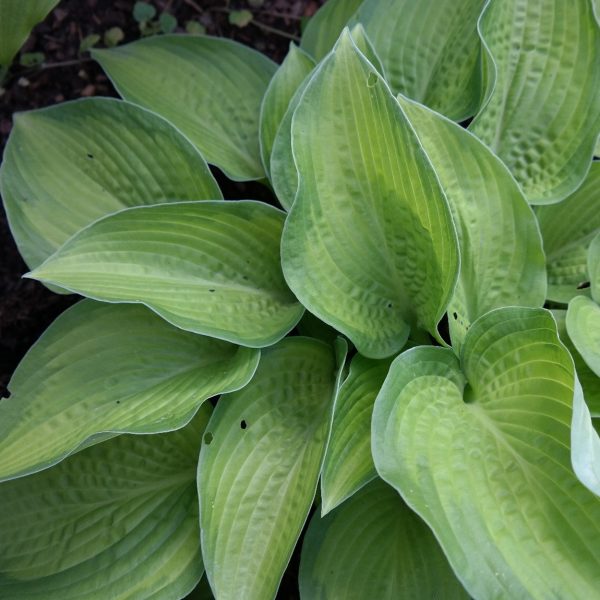 Hosta 'Paradigm'