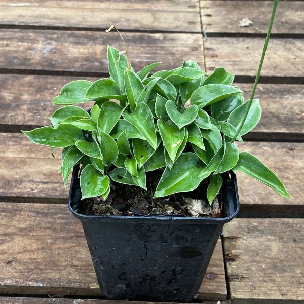 Hosta 'Popo'