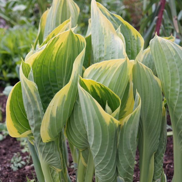 Hosta 'Sagae'