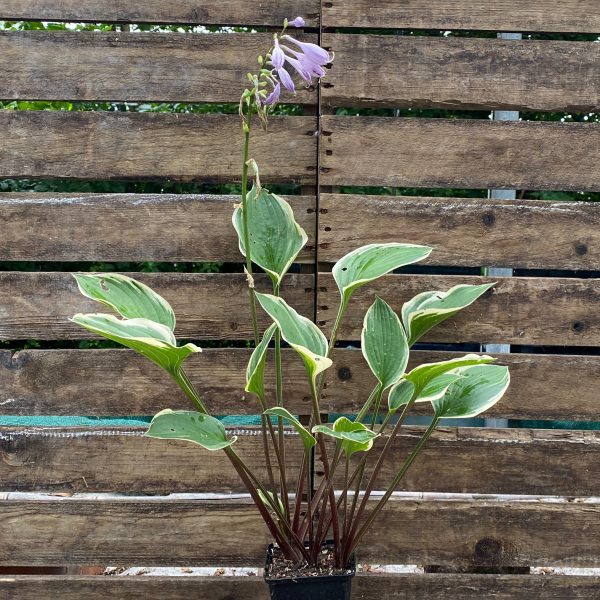 Hosta 'Torchlight'