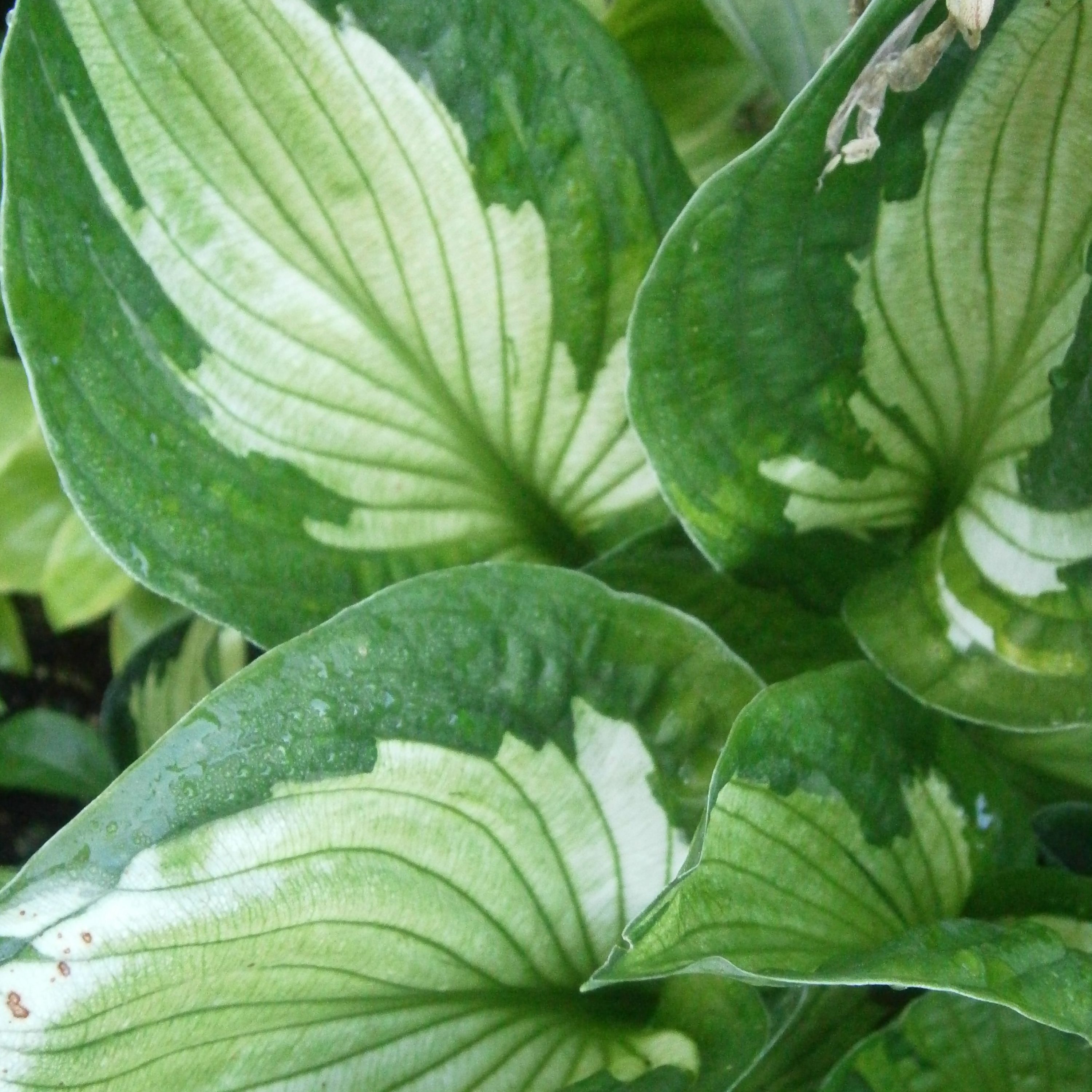Hosta 'Whirlwind'