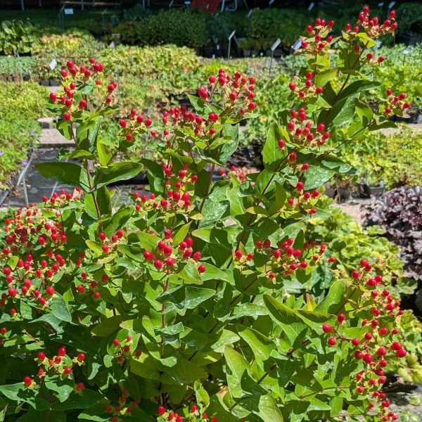 Hypericum androsaemum 'Typ Porsch'